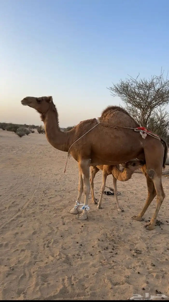 خلفه ساحليه هديه 2