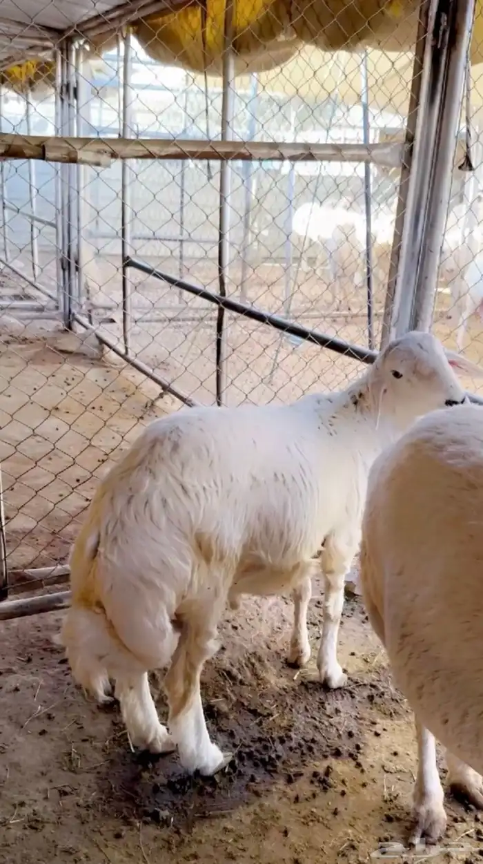 خروف للبيع 2