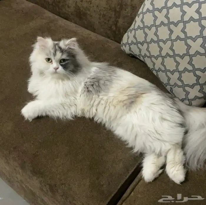 قطة للتبني 3