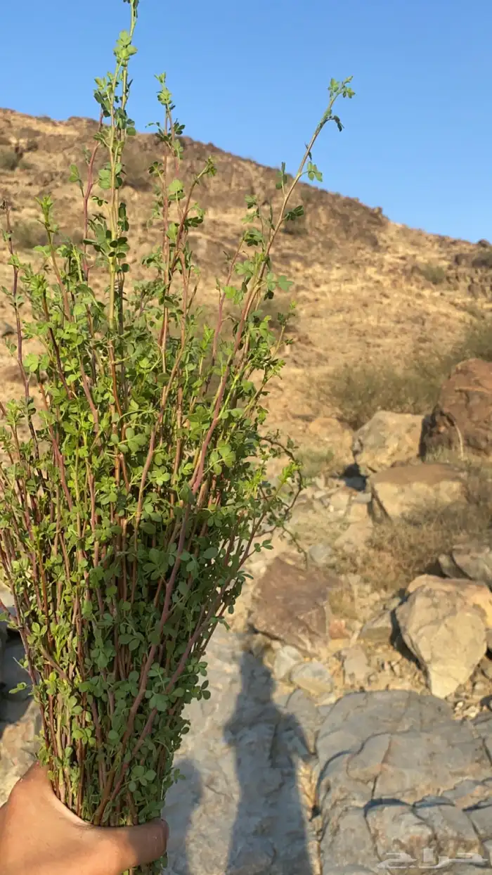 بشام جبلي اخضر ينشرب مع الشاهي دوا لزكام والعضام 2