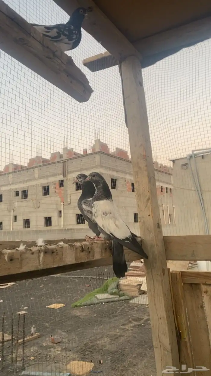 حمام باكستاني فاخر اساسا  من برع شروره طيورا مستويات 14