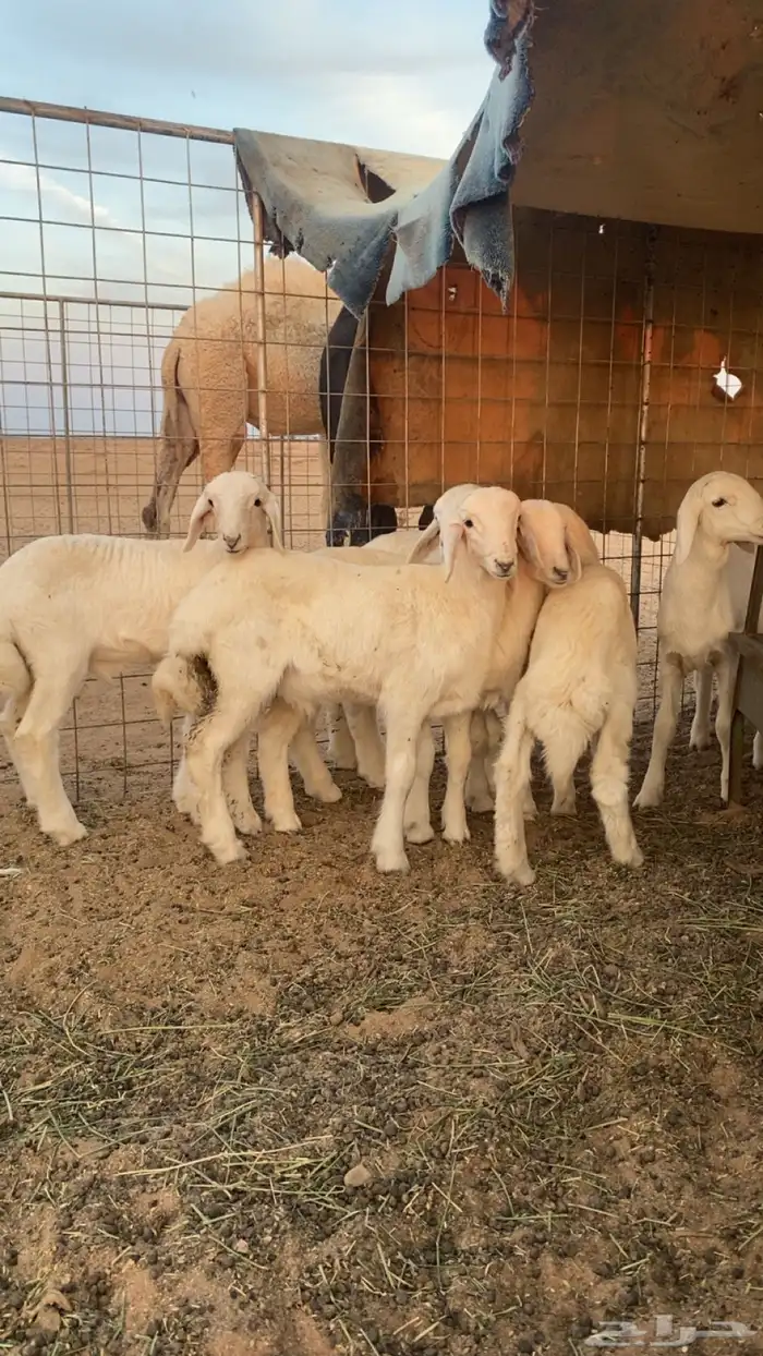 للبيع بهم حري 0