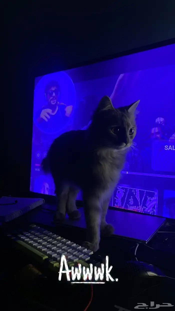 قطه شيرازي 1