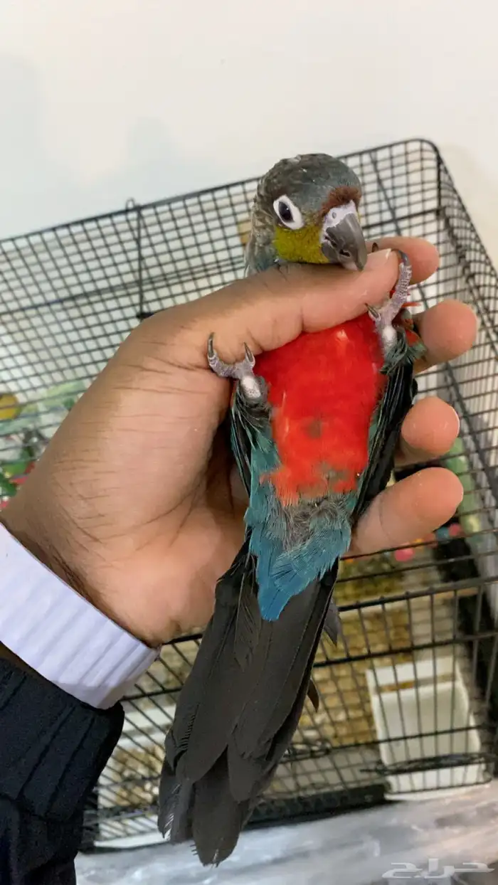 كنيور كريمسون 2