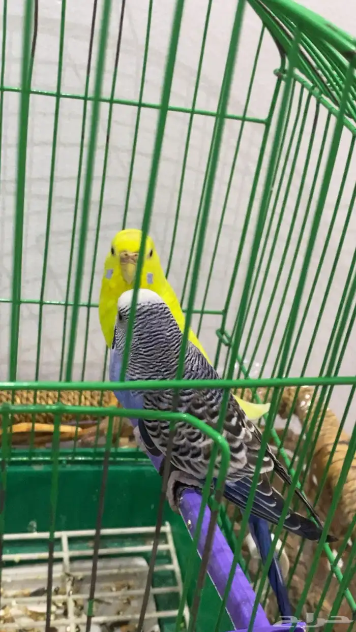 طيور الحب زوجين نضيفه 2