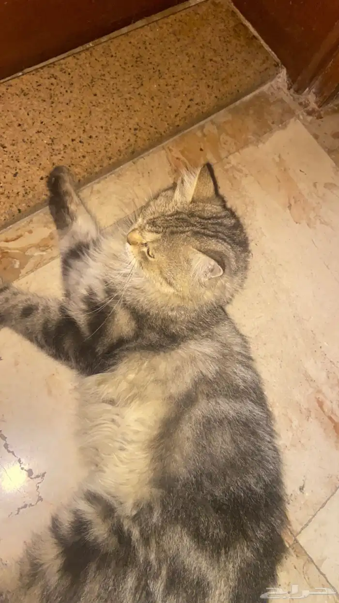 خلف صندوق العجائب 0