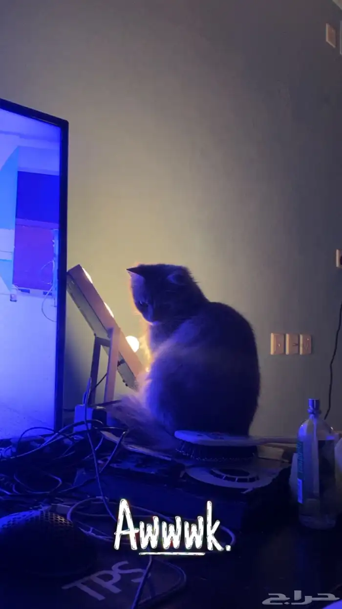 قطه شيرازي 4