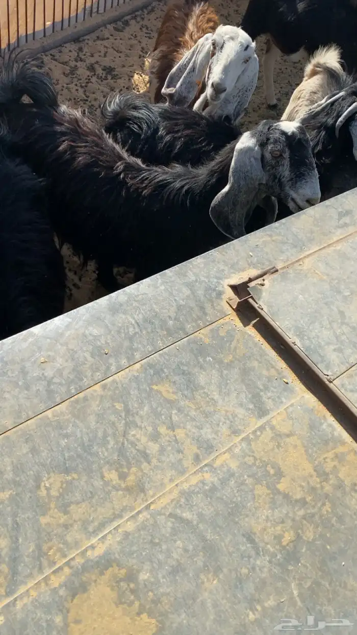 الغنم للبيع 2