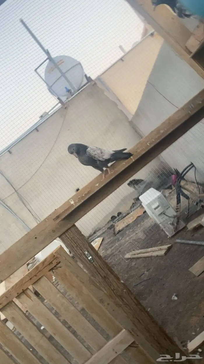 حمام باكستاني فاخر اساسا  من برع شروره طيورا مستويات 16