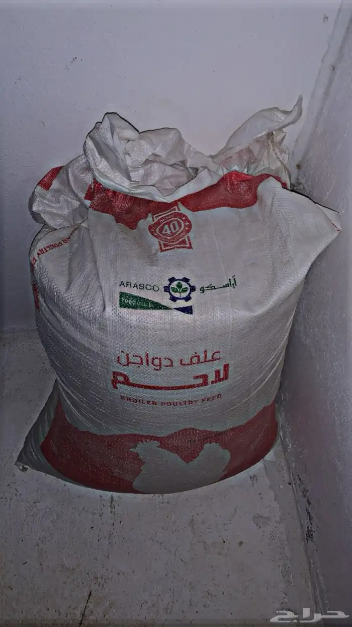 فروخ براهما كولومبي لايت سلالة اصيلة 9