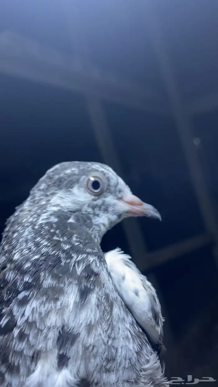 حمام باكستاني فاخر اساسا  من برع شروره طيورا مستويات 22