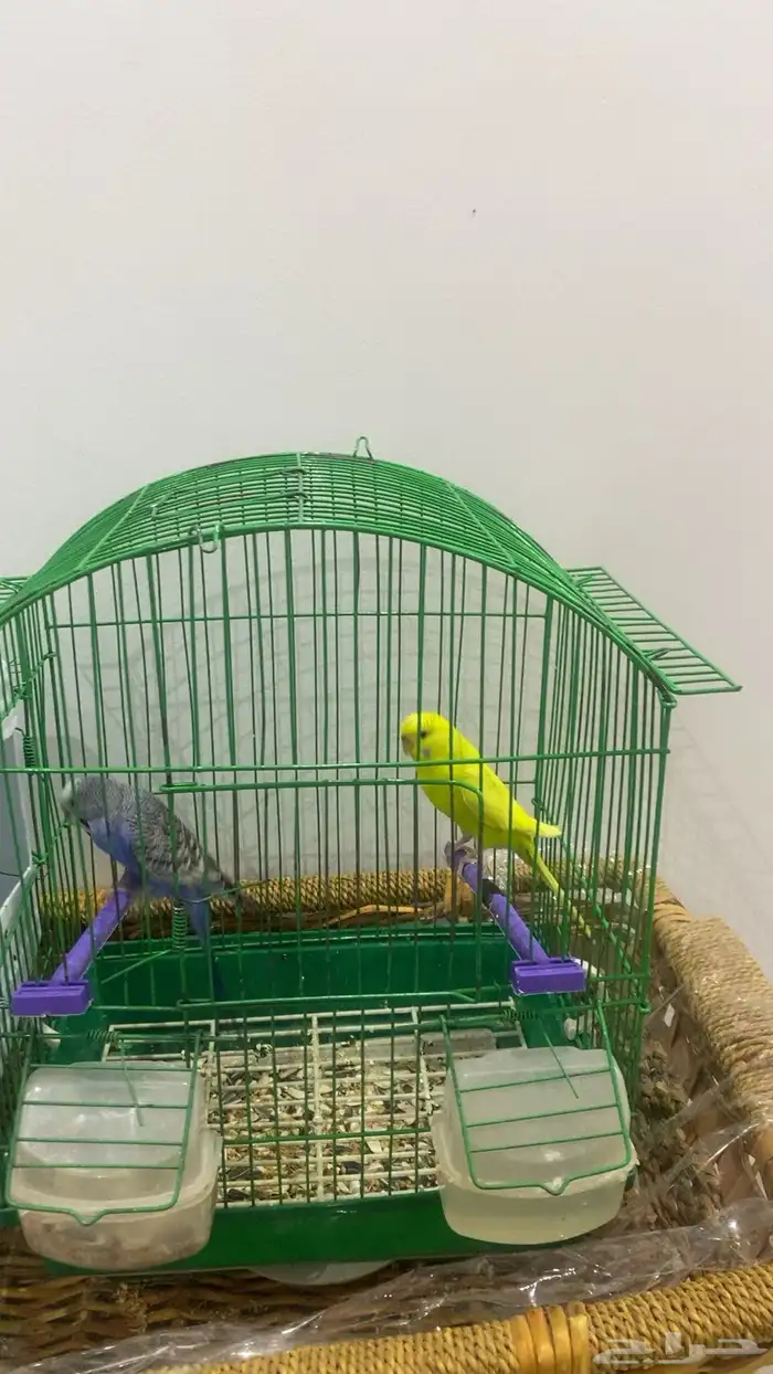 طيور الحب زوجين نضيفه 1