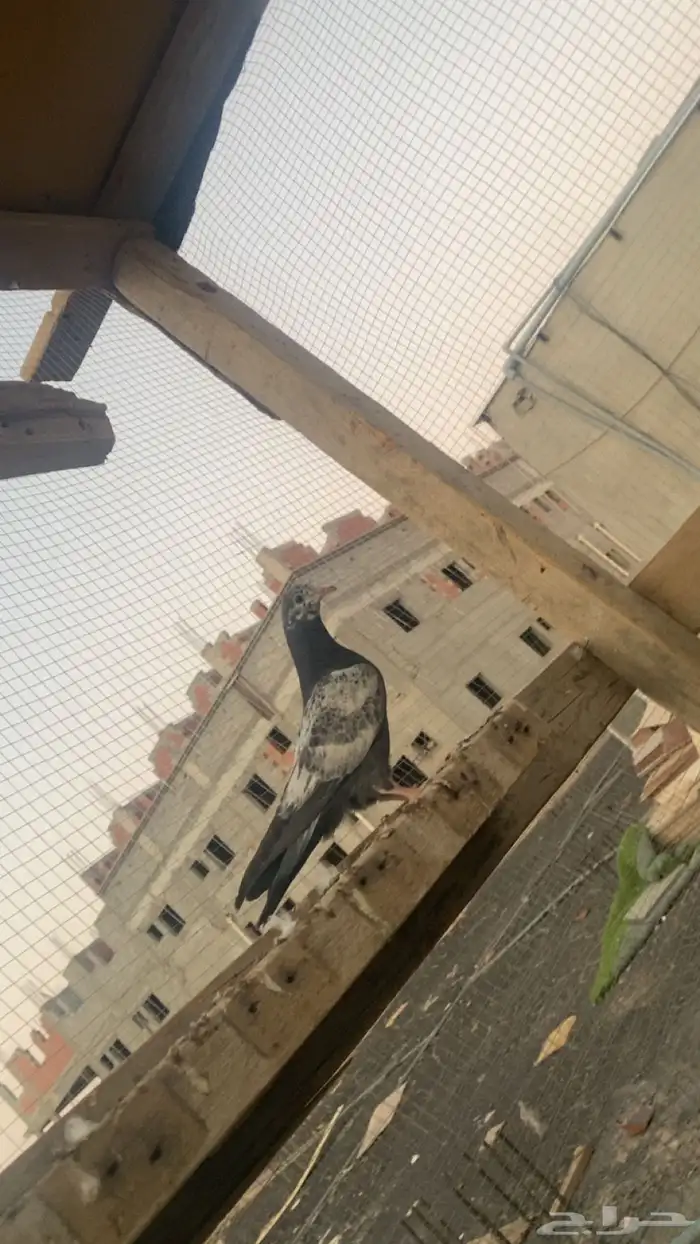 حمام باكستاني فاخر اساسا  من برع شروره طيورا مستويات 20