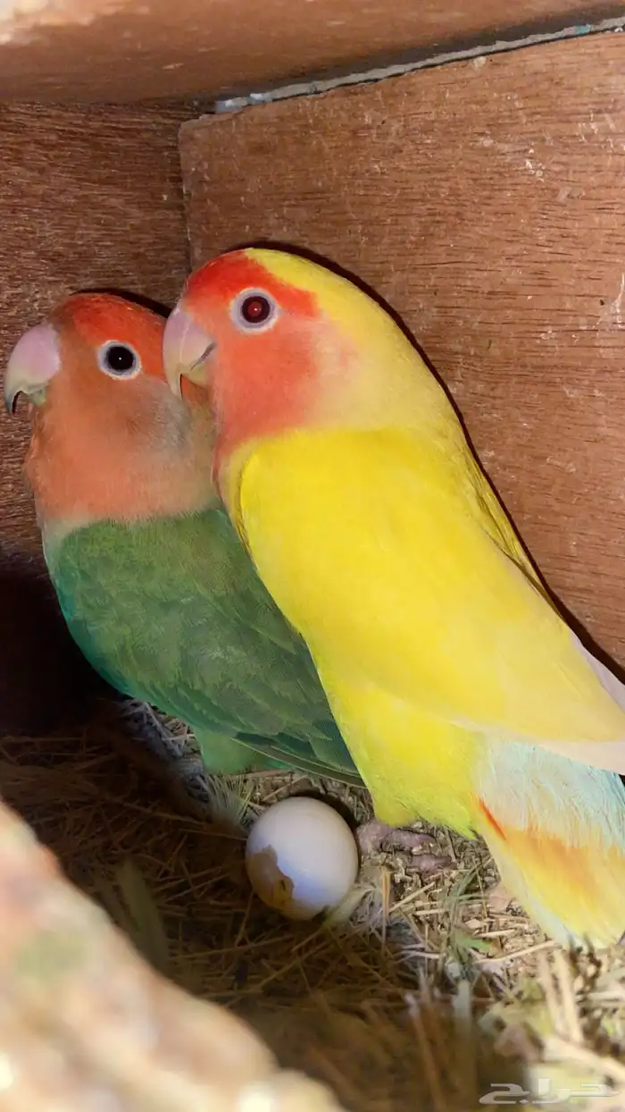 زوج روز منتجج 0