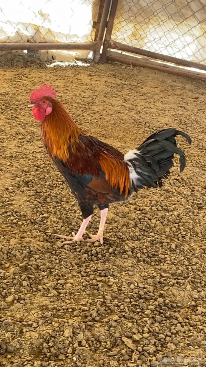 ثلاثةديكه واحد ماكنتوش 1