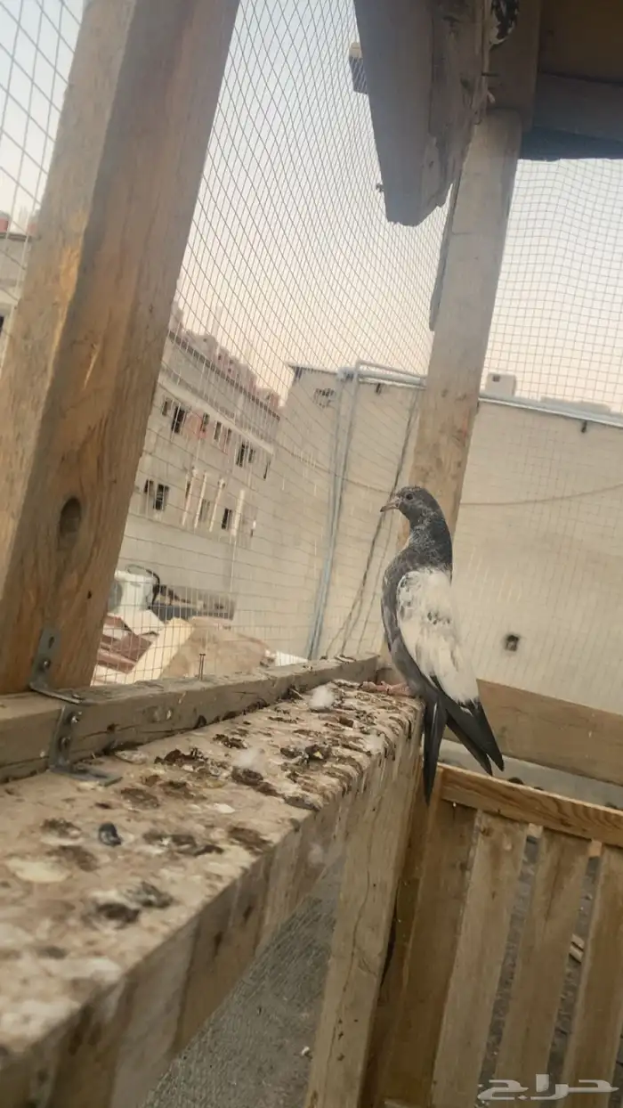 حمام باكستاني فاخر اساسا  من برع شروره طيورا مستويات 15