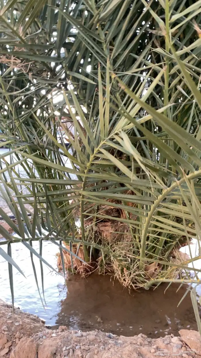 نخل جثيث برني كفو 1