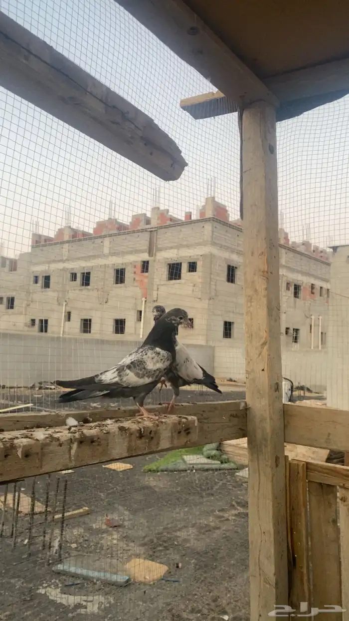 حمام باكستاني فاخر اساسا  من برع شروره طيورا مستويات 21