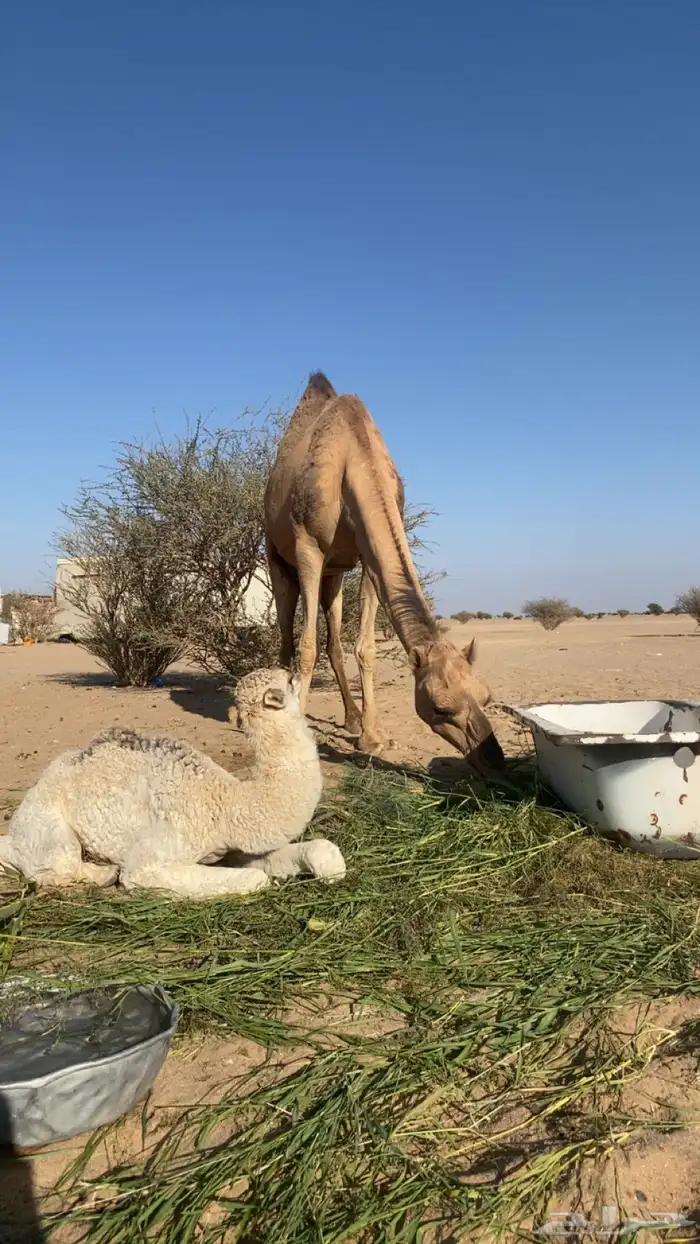 ناقه خلفة حمرا طيبه 1