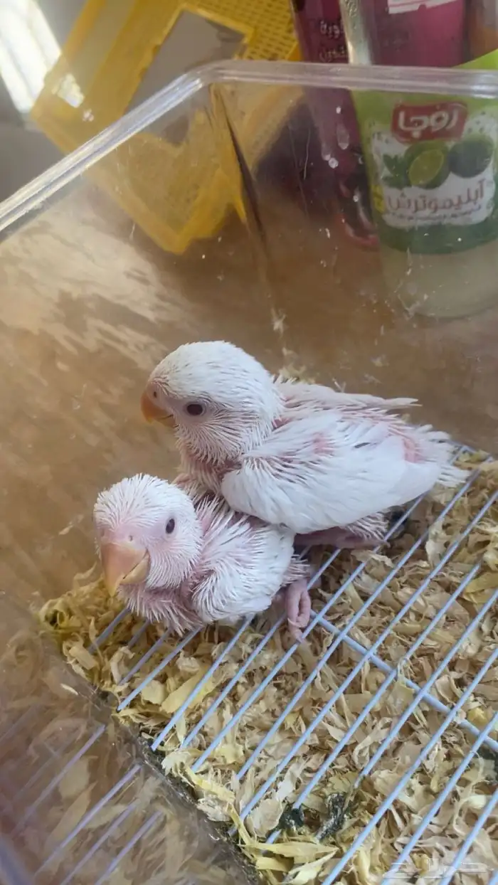 فروخ روز البينو 0