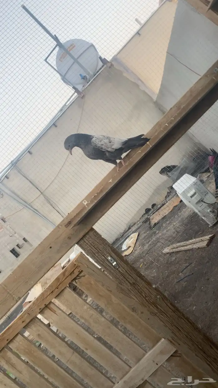 حمام باكستاني فاخر اساسا  من برع شروره طيورا مستويات 17