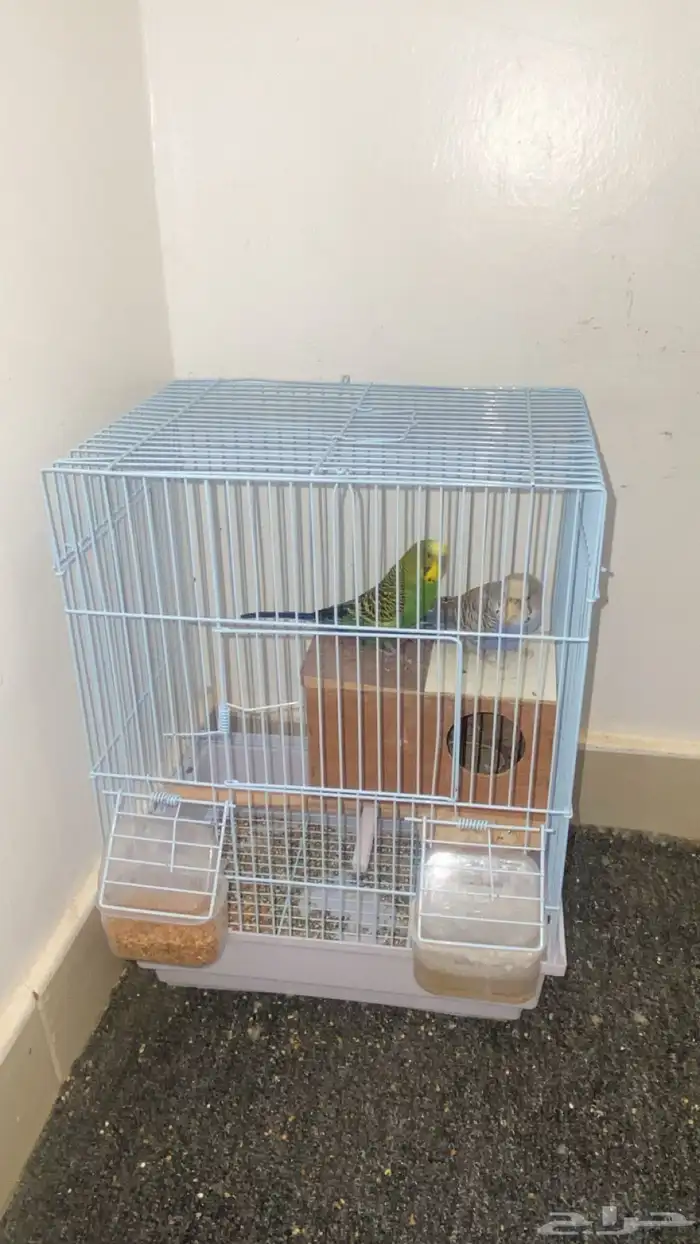 طيور حب للبيع 0