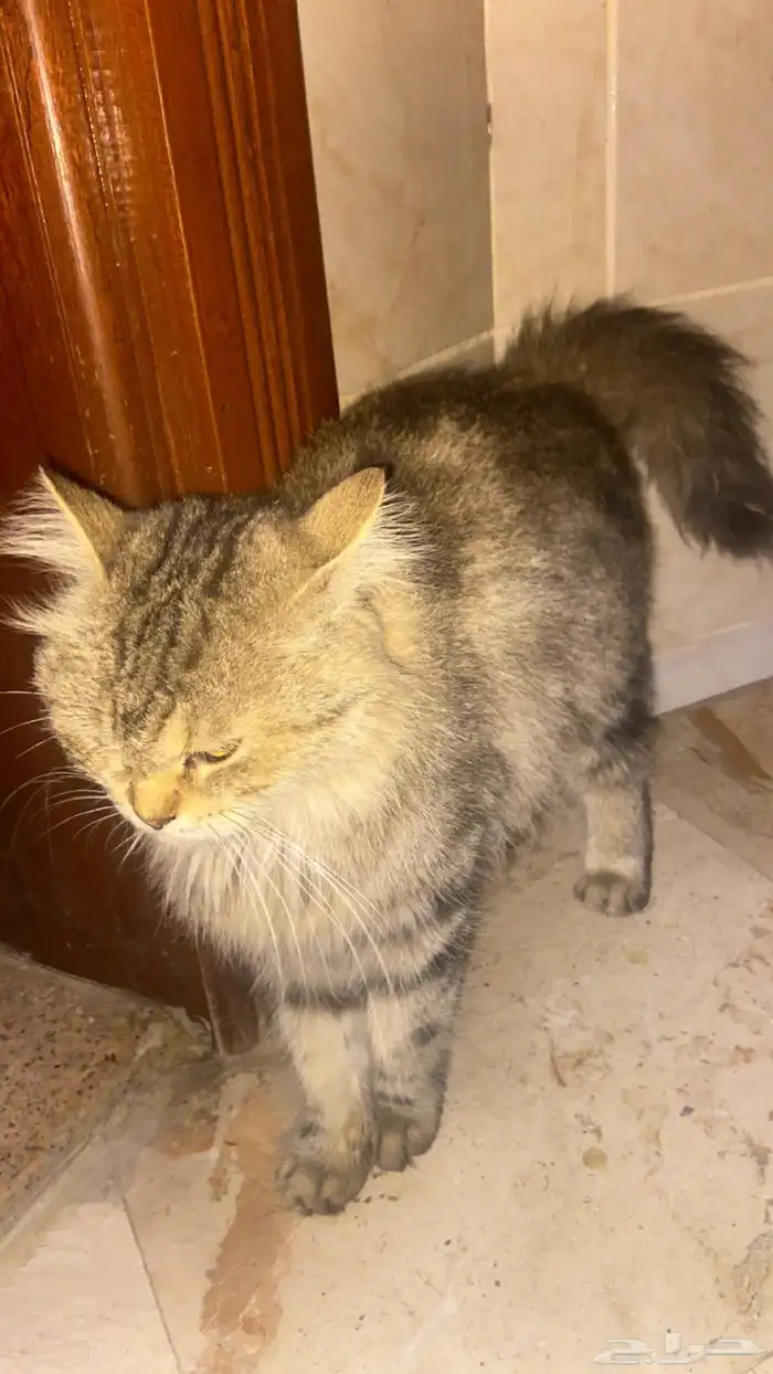 خلف صندوق العجائب 1