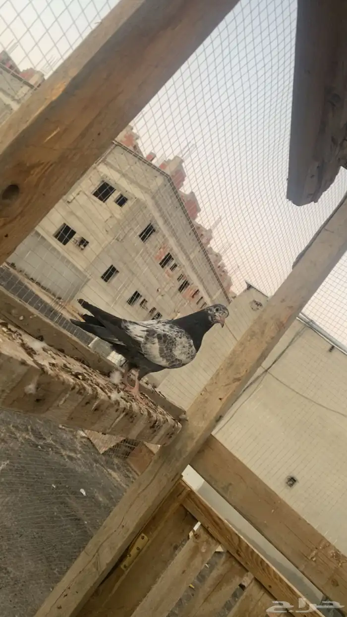 حمام باكستاني فاخر اساسا  من برع شروره طيورا مستويات 19