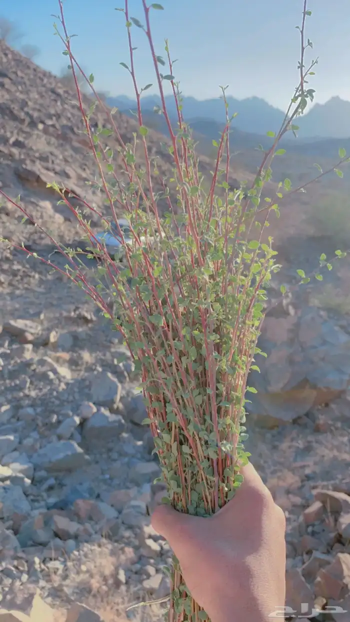 بشام جبلي اخضر ينشرب مع الشاهي دوا لزكام والعضام 0