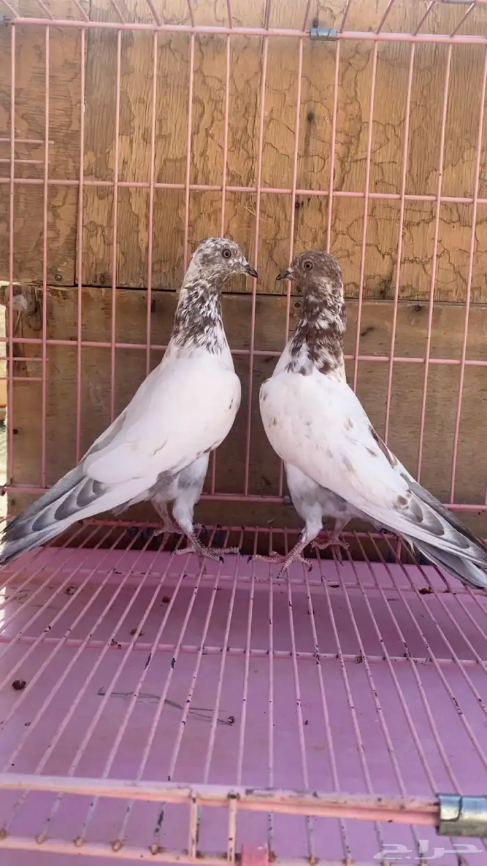 حمام باكستاني لاكا 2