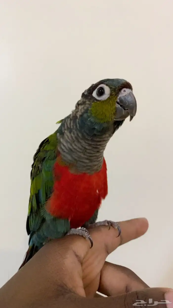 كنيور كريمسون 1