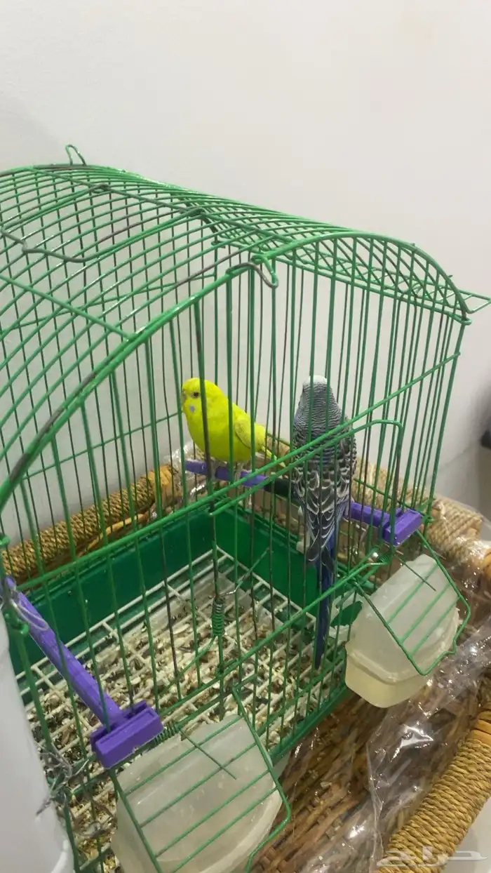 طيور الحب زوجين نضيفه 0