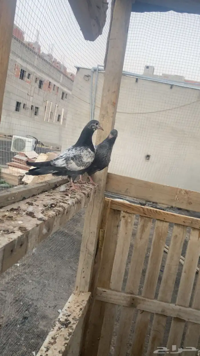 حمام باكستاني فاخر اساسا  من برع شروره طيورا مستويات 18