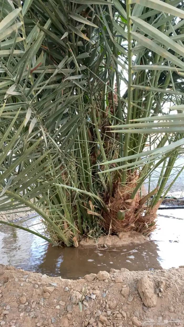 نخل جثيث برني كفو 0