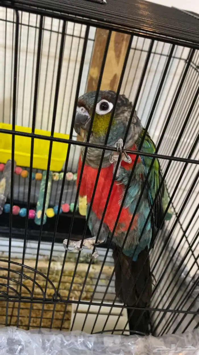 كنيور كريمسون 3