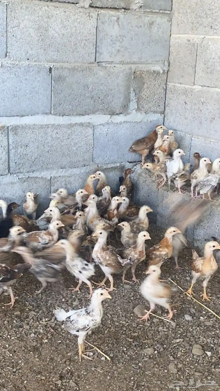 صوص دجاج بلدي العدد 170 العمر شهر 0