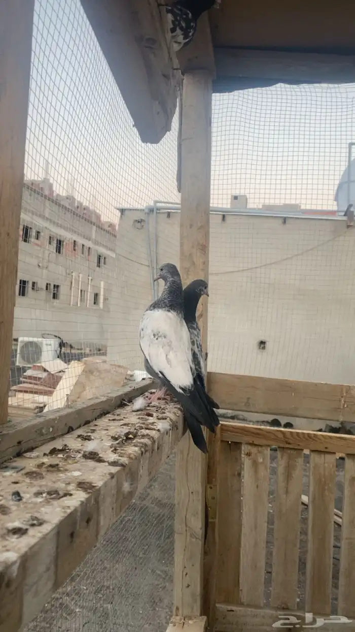 حمام باكستاني فاخر اساسا  من برع شروره طيورا مستويات 13