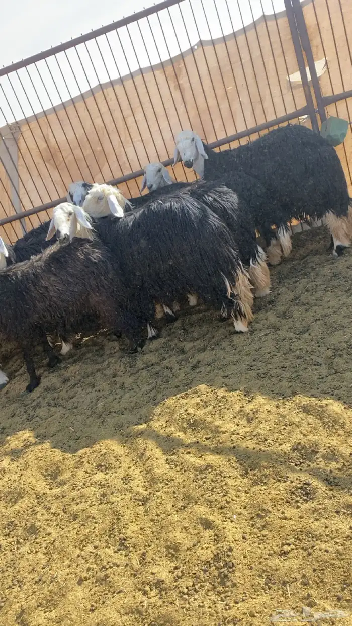 الغنم للبيع 3