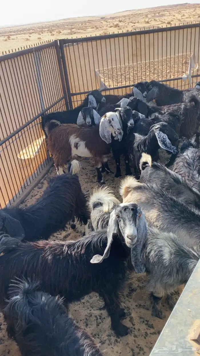 الغنم للبيع 0