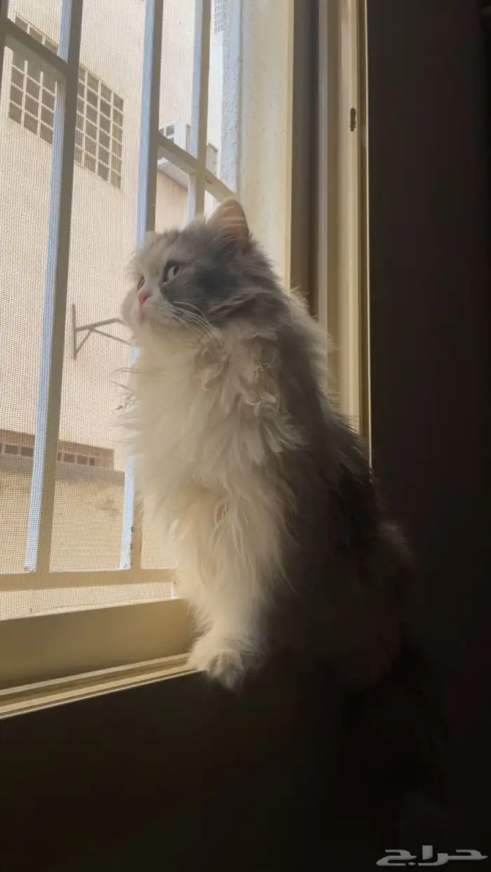 قطة للتبني 1