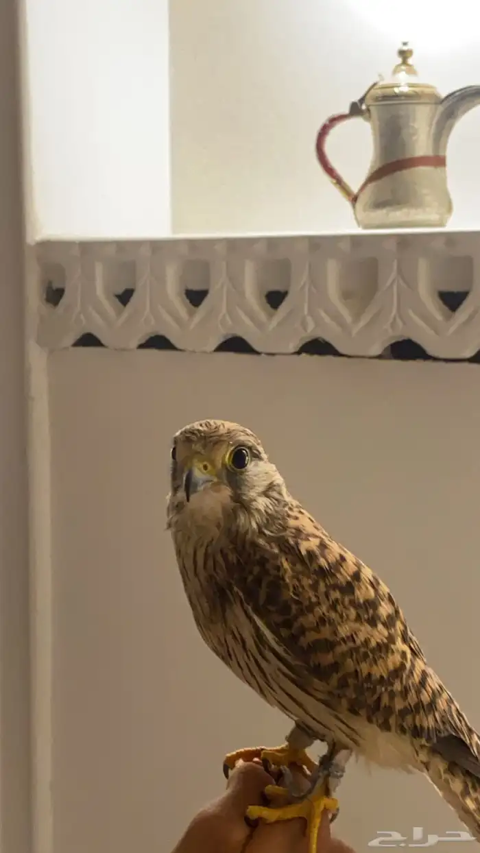 باشق و الشبوط 0