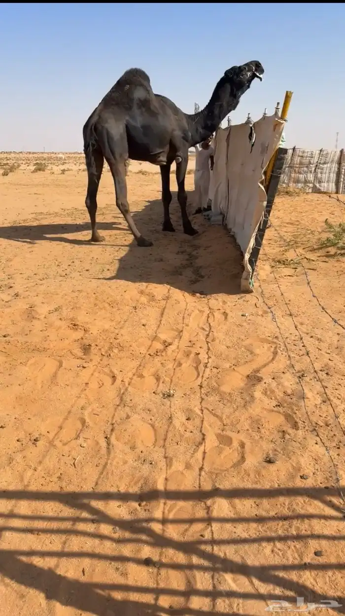 بعير مجهم ولد قعودان رامس الموقع رماح السوم 12 0