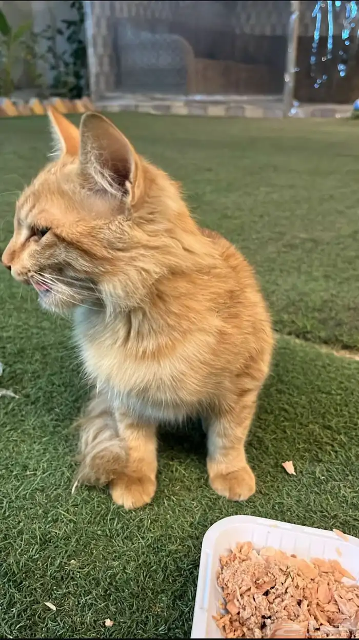 قط برتقالي على السوم 0