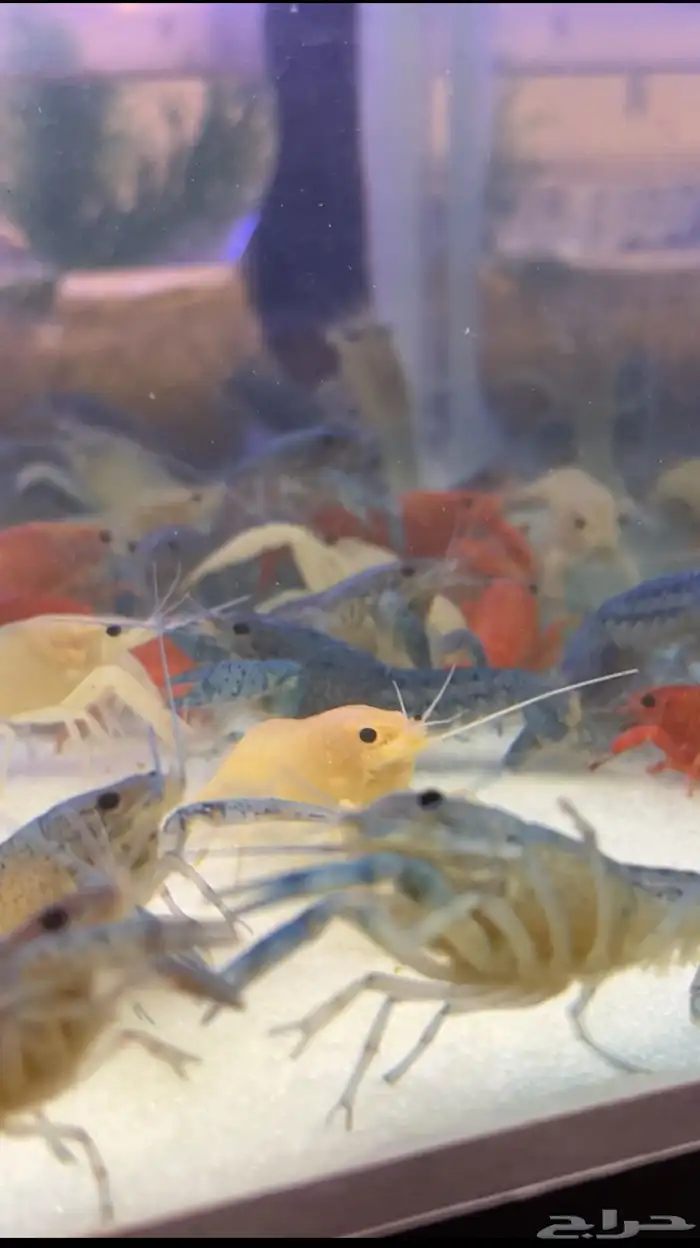 استاكوزا نهري لوبستر الوان مختلفه 5