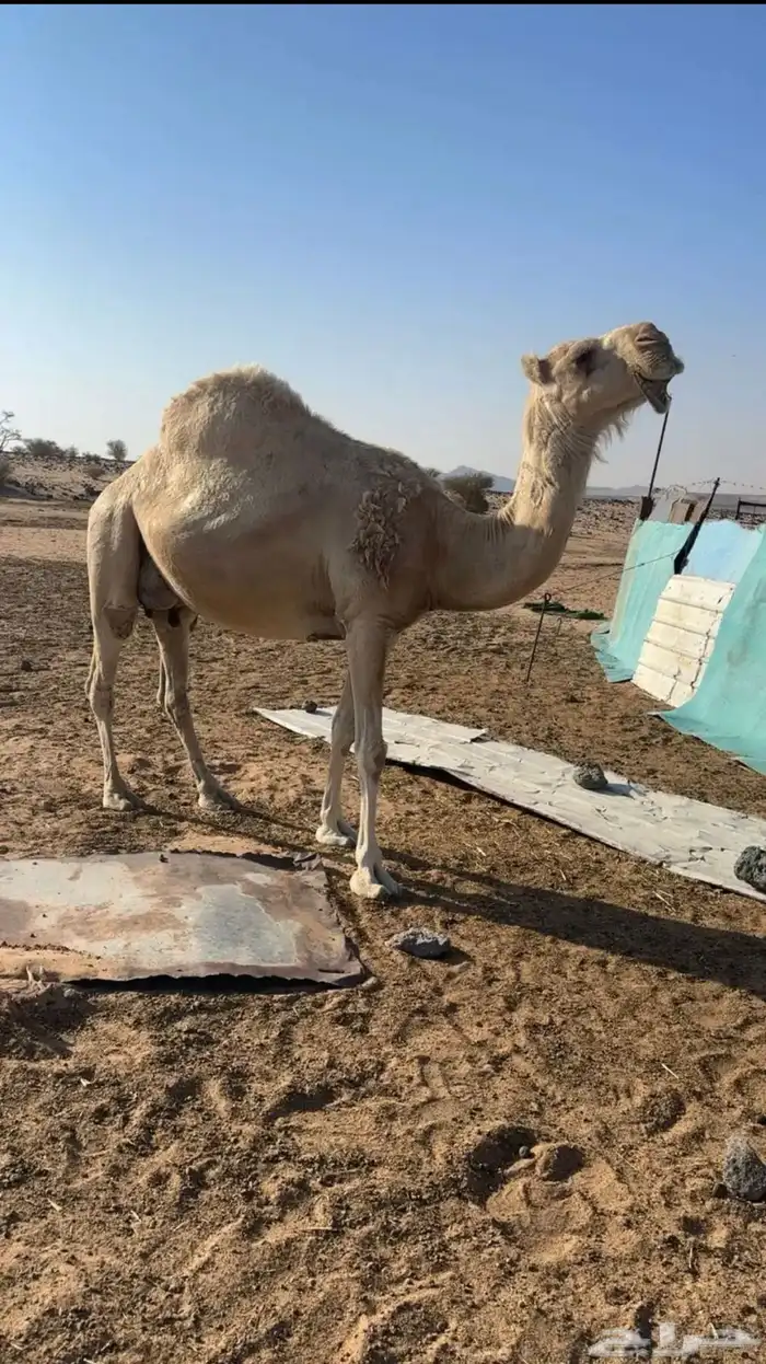 نياق خلفات 5