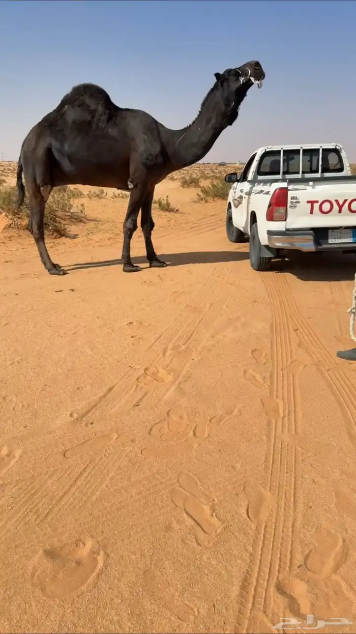 بعير مجهم ولد قعودان رامس الموقع رماح السوم 12 1