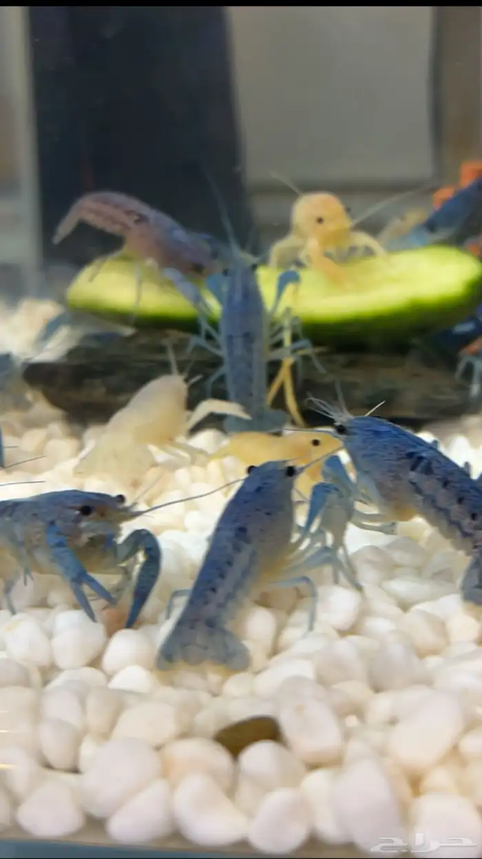 استاكوزا نهري لوبستر الوان مختلفه 9