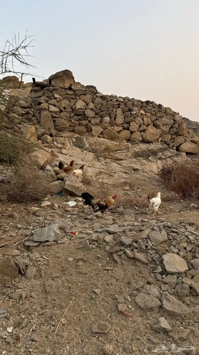 ديوكة بلدي 0