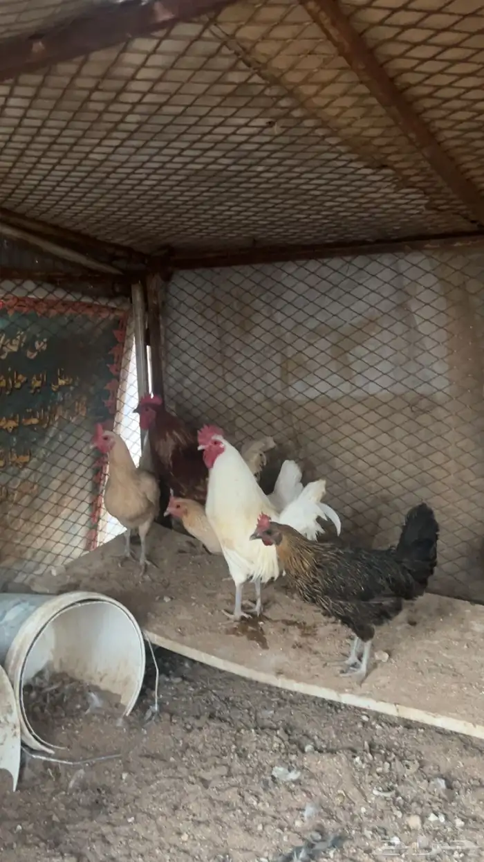 للبيع دجاج بياض 1