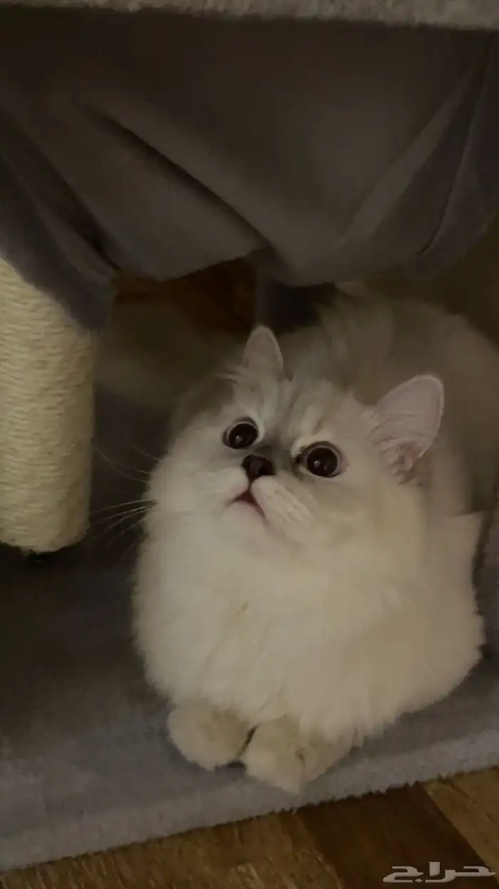 قطط للبيع 2